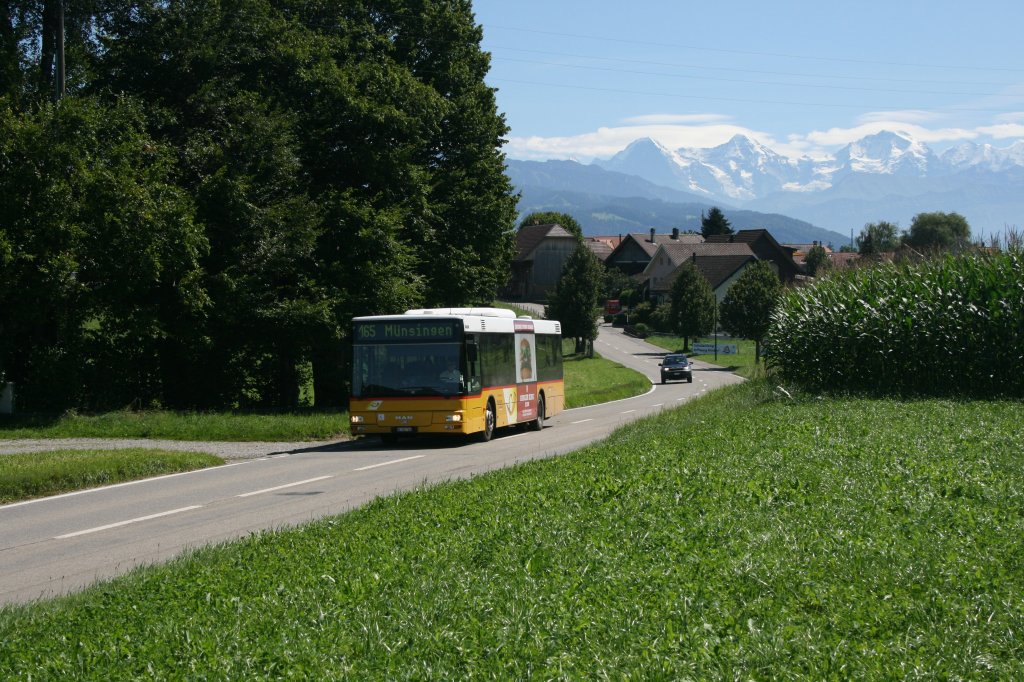 Alpenpanorama zwischen Aare- und Grbetal: PU Lengacher, Mnsingen, Nr. 1 (BE 555'399, MAN N313/A20, 2003) am 25.8.2010 bei Kirchdorf. 