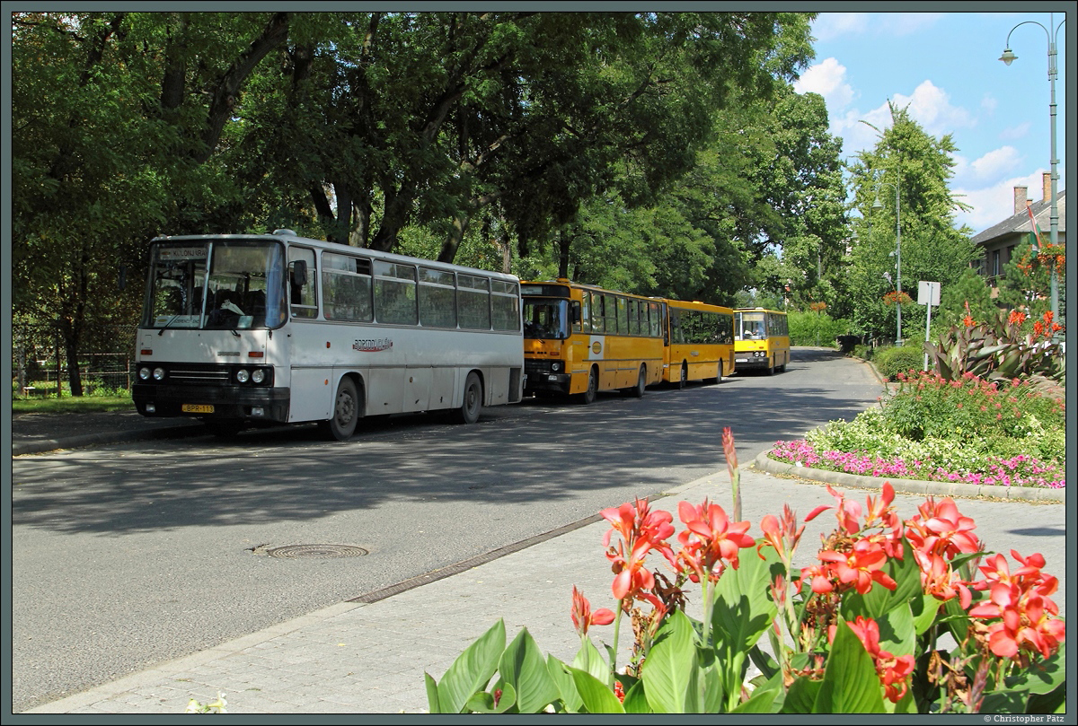 Auf dem Bahnhofsvorplatz von Szerencs haben sich am 18.08.2014 mehrere Ikarusbusse versammelt, um im Schatten auf den nächsten Einsatz zu warten.