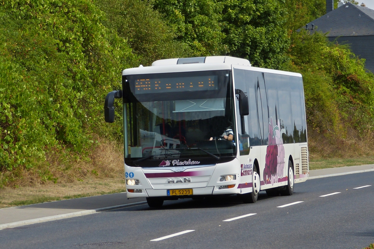 PL 5239, MAN Lion’s City von Autocars Zenners fährt nahe Ahn an der Mosel entlang. 24.08.2018