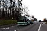 MAN Niederflurbus 2. Generation 30.03.09: In Merchweiler konnte ich den NVG Gelenkwagen 252 ablichten. Der NG 313 war auf der Linie 301 im Einsatz, eigentlich wollte ich ihn an wesentlich fotogeneren Stellen erlegen. Wie das so ist: Bus verpasst, dumm gelaufen... Dieses Foto entstand an der Halktestelle 'Steigerhaus' in Merchweiler, sie wird erst wieder seit der Liniennetzoptimierung durch die Linie 301 bedient.