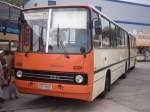 berlin 40 Jahre Betriebshof Spandau: Noch aus BVB Restbest�nden stammt Wagen 5091 (Ikarus Gelenkbus) der BVG (auch noch mit BVG Kennzeichen).