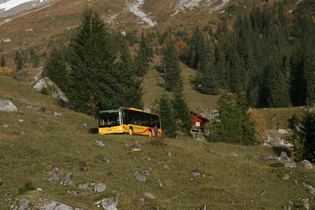 Die Zeit der alten Vetter-Hochflurbusse auf der Grossen Scheidegg ist langsam aber sicher zu Ende. Inzwischen sind bereits 4 MAN-Midibusse Bauart A22 auf der Linie im Einsatz, entgegen allen Vorurteilen ohne technische schwierigkeiten. Das Bild zeigt Wagen 24 auf Talfahrt beim oberen Lauchbhl am 9.10.2010. 