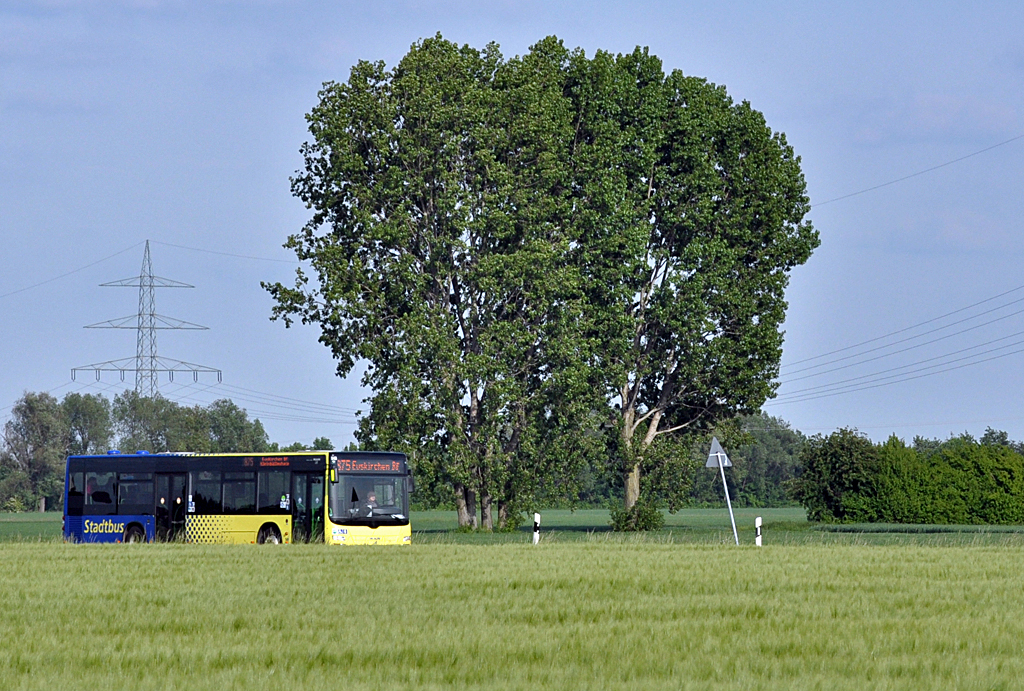 MB O 530 Citaro RVK/SVE passiert 2 Riesenbume bei Euskirchen - 03.06.2013