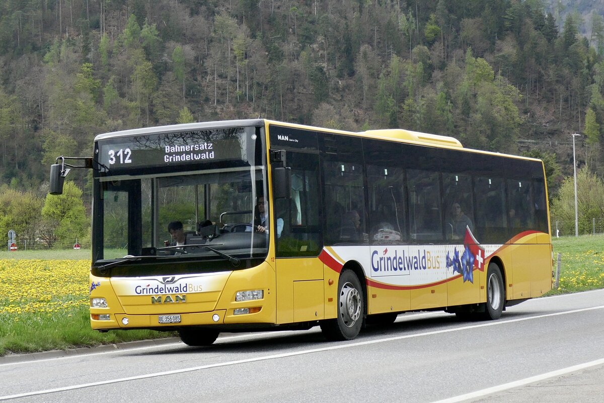 MAN Lions City  BE 356 085  von GindelwaldBus am 23.4.23 in Wilderswil.