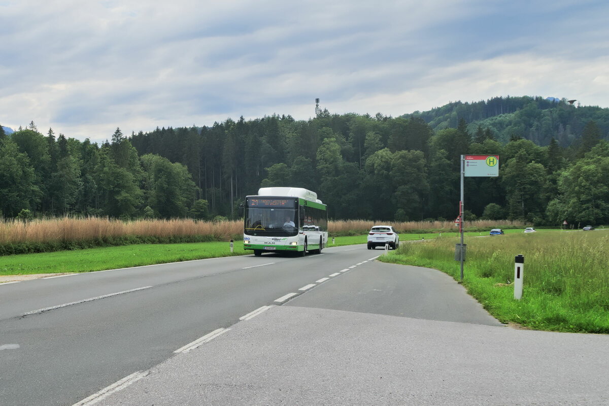 MAN Lion's City CNG von Albus Salzburg (Bus L1577, S-463SP) als Linie 21 bei der Haltestelle Glanegg Schloss. Aufgenommen 1.6.2022.