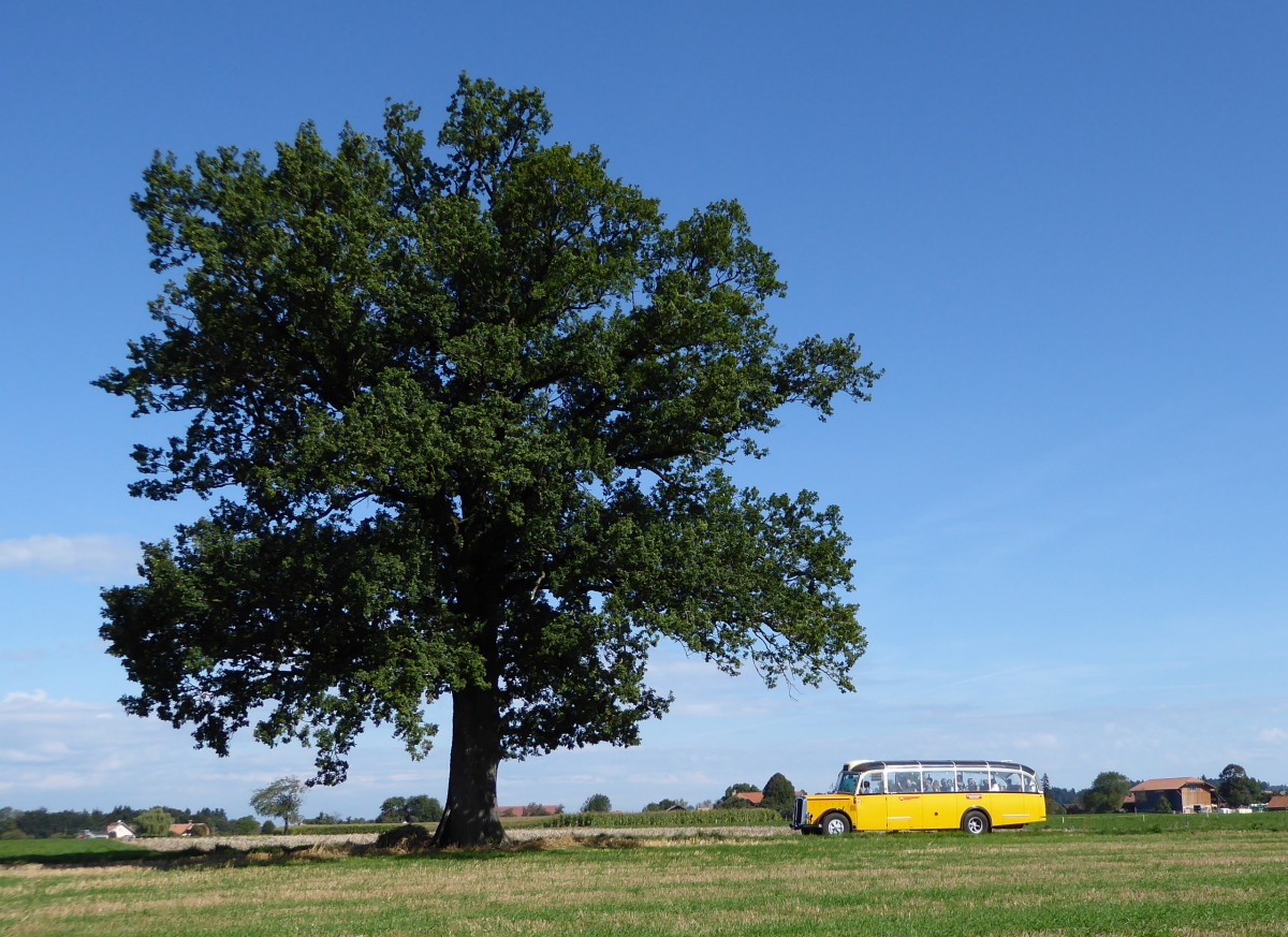 Postauto - Oldtimer Saurer  BE 384448 unterwegs auf einer Extrafahrt bei Elisried am 12.09.2015