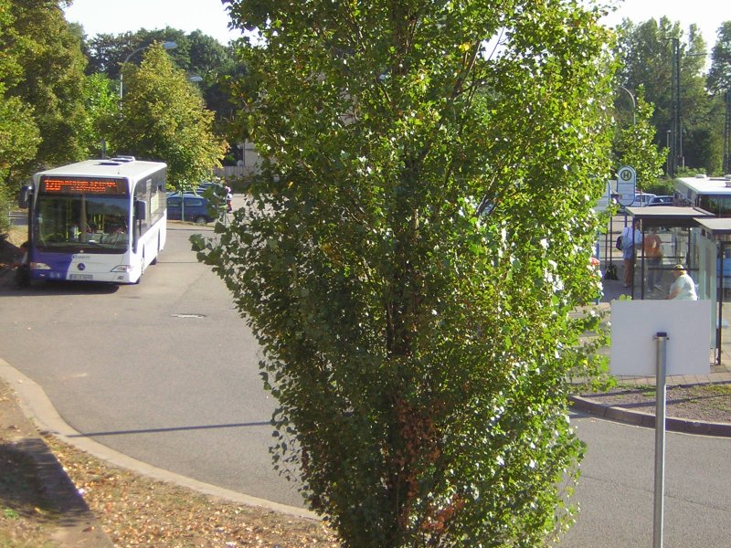 Das Foto zeigt den Brebacher Busbahnhof. Auf dem Foto ist ein Citaro der Linie 120 zu sehen. Der Bus gehrt der Firma Baron Reisen. Diese Firma fhrt im Auftrag von Saarbahn und Bus.