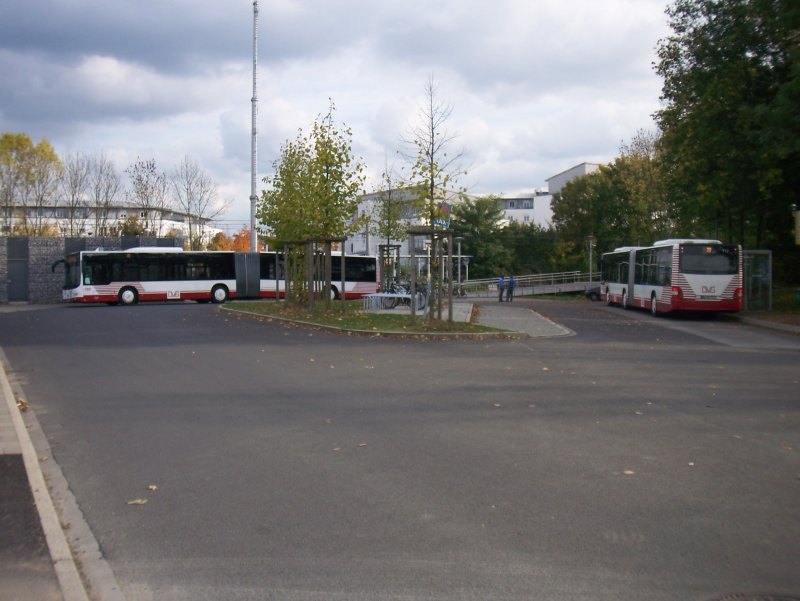 Die Duisburger Verkehrsgesellschaft hat die Haltestelle Dsseldorf Wittlaer fest in ihrer Hand. Hier stehen zwei Gelenkbusse fr den Ersatzverkehr auf der Line U 79 bereit.