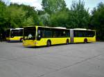 Mercedes-Benz O 530 I (Citaro) auf der Linie 156 nach Berlin Prenzlauer Berg Michelangelostraße an der Haltestelle Berlin-Weißensee Stadion Buschallee/Hansastraße.(6.8.2014)
Ich persönlich finde diese Lackierung komplett in gelb klasse. Erinnert mich schon ein bisschen an die Fahrzeuge der EVAG in Essen. 
Was sagt ihr zu dieser Farbgebung ? 