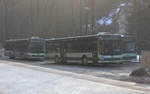 Sonntags abgestellte MAN Busse der OVPS in den typischen Farben, auf dem Parkplatz am Straßenbahnhof der Kirnitzschtalbahn. 19.02.2017  09:58 Uhr.