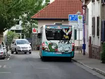 Mercedes Benz Citaro C1 Facelift des SVM (Stadtverkehr Maintal) von hinten am 26.06.14 in Hochstadt auf der 25 