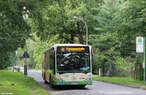 Durch den schön begrünten Immenweg bahnt sich der einzige Citaro I Ü der VBBr mit der KOM-Betriebsnummer 539 den Weg in Richtung Fontanestraße. 26.08.2014