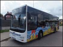 MAN Lion's City/Caetano der RPNV in Bergen am 23.08.2013