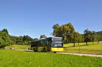 Schwizer, Goldach. MAN Lion's City Ü (SG 175'064) zwischen Untereggen, Vorderhof und Untereggen, Vogelherd. (5.9.2013) 