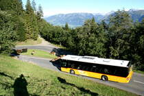 Achtung Kühe auf der Fahrbahn! Ein MAN Lion's City Postauto auf dem Kurs 60.344 Langis - Sarnen unterhalb von Langis; 13.09.2015