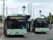 MAN Niederflurbus 2. Generation CNG der Stadtverkehrsgesellschaft mbH Frankfurt Oder in Frankfurt am 09.06.2016