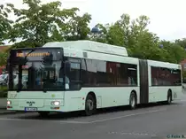 MAN Niederflurbus 2. Generation CNG der Stadtverkehrsgesellschaft mbH Frankfurt Oder in Frankfurt am 09.06.2016