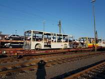 Mannheim Rangierbahnhof, 15.10.2017 - lackierte Karossen neuer Daimler-Stadtbusse auf dem Weg von Neu-Ulm nach Mannheim-Industriehafen. 

Hinweis an den Seitenbetreiber: Als Lokomotivführer habe ich diese Bilder heute auf dem Weg vom Dienst zur Meldestelle machen können, der Aufenthalt im Gleisbereich war also zulässig. Leider sieht man meinen Schatten aufgrund der tiefstehenden Sonne. 

Welche Unternehmen diese Busse mal einsetzen werden kann ich leider nicht beisteuern. 

Es waren 3 Solowagen der 12m-Klasse und 3 Vor- sowie 3 Endwagen von Gelenkbussen verladen. Die Züge der Gegenrichtung mit den unlackierten Rohkarossen sind stärker ausgelastet, die Karossen der Reise- und Überlandbusse verbleiben nach dem Lackieren in Neu-Ulm und werden dort montiert. Nur die Stadtbuskarossen werden nach dem Lackieren wieder nach Mannheim zurück transportiert und dort kompletiert. 