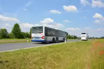 Am 04.06.2016 fährt P-AV 585 für die ILA 2016 auf der Shuttle Linie  L . Aufgenommen wurde ein MAN Lion's City der BVSG / Betriebshof Stahnsdorf.