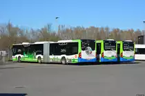 16.02.2019 | Werder / Havel (Brandenburg) | regiobus PM | PM-RB 302 / PM-RB 308 / PM-RB 168 | Mercedes Benz Citaro II Hybrid + Mercedes Benz Citaro II GÜ |