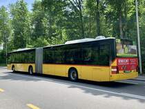 Heckansicht des MAN Lion's City '10774' vom PU SteinerBus AG, Ortschwaben am 19.5.22 auf der Eymattstrasse zwischen Hinterkappellen und Bethlehem.