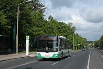 MAN Lion's City, Wagen 172 der BBG-Eberswalde am Kranbauberg am 16.05.2011